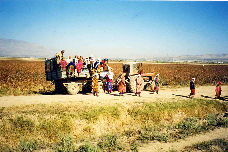 800px-Cotton_fields_Tajikistan.jpg